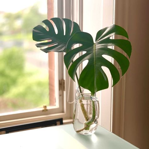 Have you ever wondered about growing Monstera in water, so you can enjoy the look of the roots too? Let's find out if this is successful. Monstera Plant Care, Plants Are Friends, Philodendron Monstera, Cheese Plant, Potted Houseplants, Food Painting, Monstera Plant, Clear Glass Vases, 14th Birthday