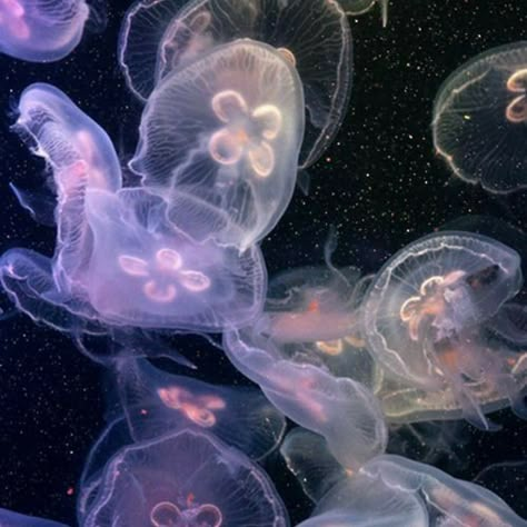 Jellyfish, To Look, Floating, Swimming, On Twitter, Purple, Twitter, Water