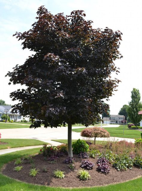 Red Maple Tree Landscaping, Maple Tree Landscape, Tree Landscaping, Trees For Front Yard, Front Yards Curb Appeal, Mulch Landscaping, Red Maple Tree, Landscape Curbing, Shade Tolerant Plants