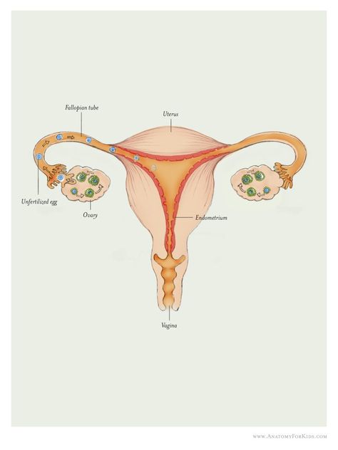 Ovaries Drawing, Anatomy For Kids, Notes Inspiration, Anatomy And Physiology, Anatomy Art, Human Anatomy, Stars And Moon, Anime Drawings, Anatomy