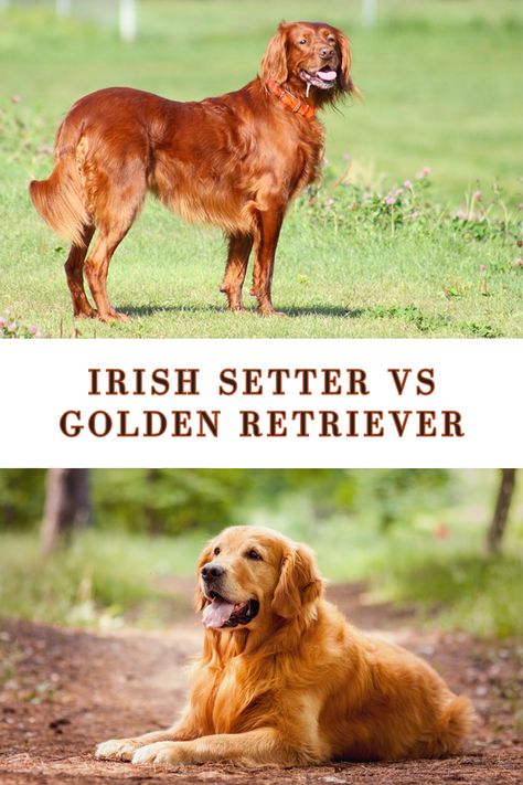 Irish Setter Vs Golden Retriever Irish Golden Retriever, Golden Irish Dog, Irish Setter Puppies, Irish Dog Breeds, Irish Setter Puppy, Irish Red Setter, English Golden Retrievers, Irish English, English Setter Dogs