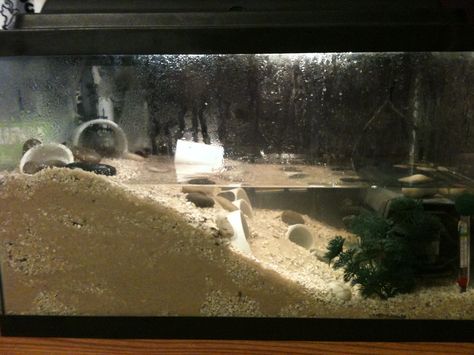 Fiddler crab tank take 1 Fiddler Crab Tank, Crab Tank, Turtle Terrarium, Fiddler Crab, Terrarium Tank, Walmart Stores, Aquarium Landscape, Betta Tank, Turtle Tank