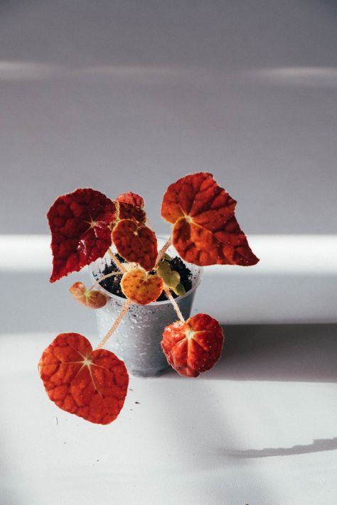 Red colored leaves of Begonia Autumn Ember Begonia Autumn Ember, Begonia Leaves, Plant Room, Colored Leaves, Instagram Baby, Room With Plants, Plant Collection, Colorful Leaves, Cottage Garden