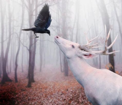 Crow/deer Illustration Kunst, Albino Animals, White Deer, Crows Ravens, The Crow, Pics Art, Animals Friends, In The Woods, Black Bird