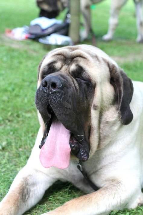 Old English Mastiffs, Animals Quotes, Mastiff Breeds, All Breeds Of Dogs, Tibetan Mastiff, Huge Dogs, Mastiff Dogs, Bully Dog, Dream Dog