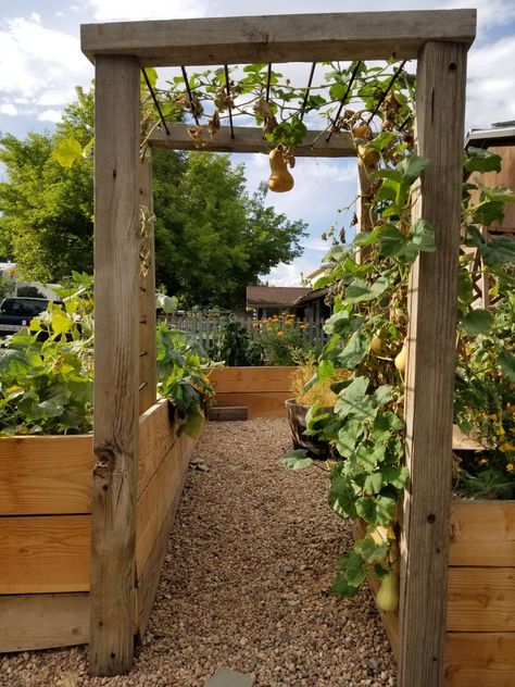 A garden trellis of timber and rebar Rebar Garden Trellis, Vege Garden Ideas Backyards, Vegetable Climbing Frame, Vege Garden Arch, Timber Garden Arch, Vegetable Arch Trellis, Arch Trellis Ideas Garden, Veg Garden Layout, Vegetable Trellis Ideas