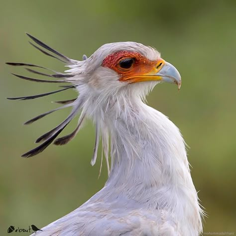 The Secretary Bird, Secretary Bird Aesthetic, Secretary Bird Photography, Secretary Bird Oc, Secretary Bird Drawing, Secretary Bird Art, Sagittarius Bird, Shout Drawing, Bird Reference Photos