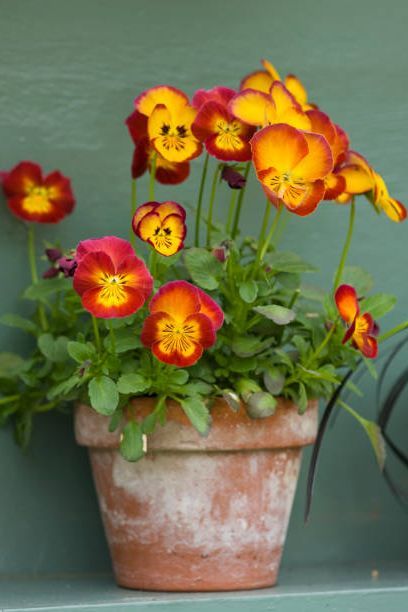 Pansies In A Pot, What To Plant In October, Yellow Pansies, Viola Tricolor, Christmas Plants, Balcony Plants, Terracotta Pot, Pansies Flowers, Garden Containers