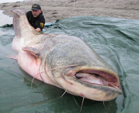 Hot wels catfish action in Italy and France. probably two of the biggest catfish wels were recently caught in Italy on Po river and in Fr... Wels Catfish, Sea Monsters Drawing, Big Catfish, Weird Sea Creatures, River Monsters, Giant Fish, Monster Fishing, Fishing Pictures, Fishing Techniques