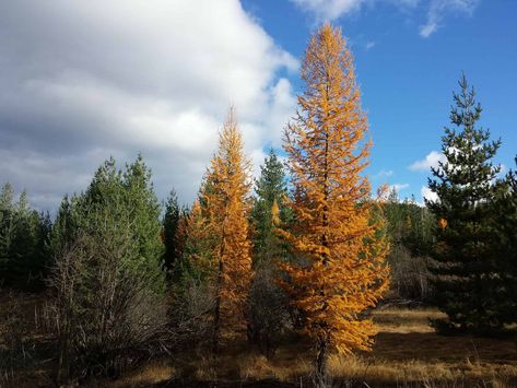 In this tutorial, we will be learning about the medicinal properties of Tamarack bark tea and how to make Tamarack bark tea, or Mshkiigwaatikohns tea. We will be learning about traditional uses of Tamarack and why it’s known in First Nation communities as “nerve medicine”. Tamarack Tree, Larch Tree, Specimen Trees, Native American Crafts, Unique Trees, Biome, Traditional Medicine, Deciduous Trees, Amazing Facts