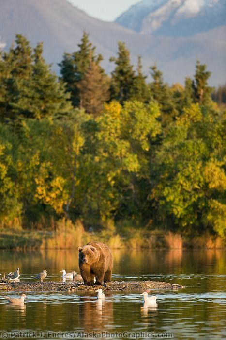 Bear Therian, Nature Poses, Katmai Bears, Canada Wildlife, National Geographic Photography, Kodiak Bear, Cowgirl Stuff, Alaska Wildlife, Therian Stuff