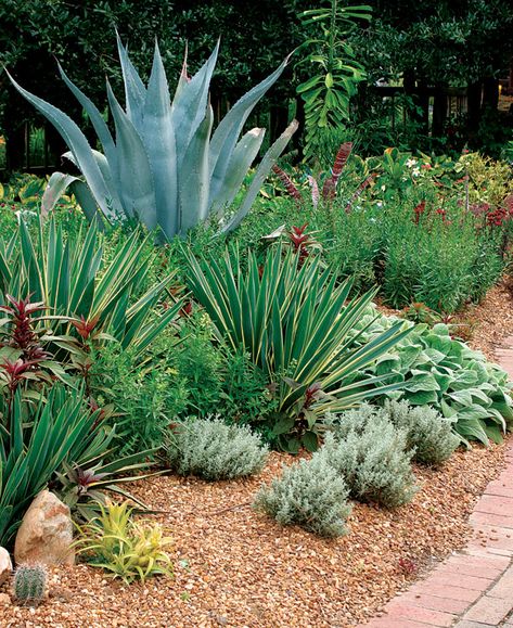 Spiky Plants, Agave Americana, Architectural Plants, Drought Resistant Plants, Yucca Plant, Drought Tolerant Landscape, Front Landscaping, Party Garden, Rock Garden Landscaping