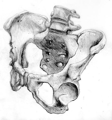 Skeleton Different Angles, Pelvis Bone Drawing, Skeleton Rib Cage Reference, Bone Structure Drawing, Human Bone Structure Sketch, Bone Drawing, Human Skeleton Anatomy, Skeleton Anatomy, Anatomy Bones