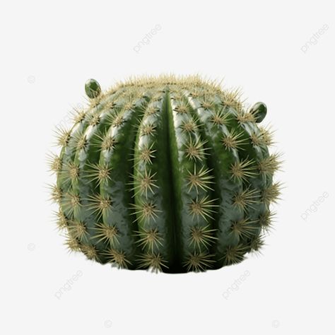 cactus round plant Round Cactus, Cactus Png, Green Png, Plant Cactus, Transparent Image, Holiday Flyer, Roche Posay, Png Transparent, Mary Kay