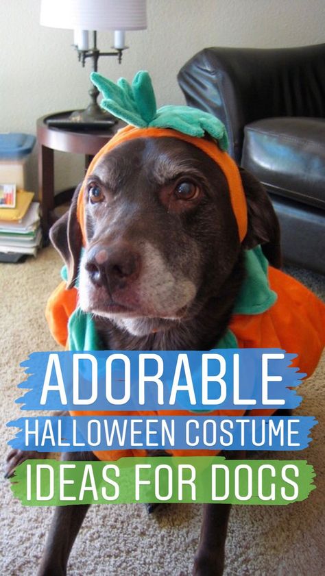 20 adorable Halloween costume ideas for dogs Labrador Retriever Halloween Costume, Chocolate Lab Costume, Chocolate Lab Halloween Costumes, Black Lab Halloween Costumes, Costume Ideas For Dogs, Best Costume Ideas, Dog Makeup, Light Up Costumes, Ideas For Dogs