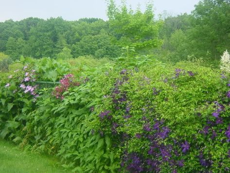 Chain Link Fence Cover, Vine Fence, Chain Fence, Boston Ivy, Fence Plants, Temple Gardens, Fence Landscaping, Chain Link Fence, Flowering Vines