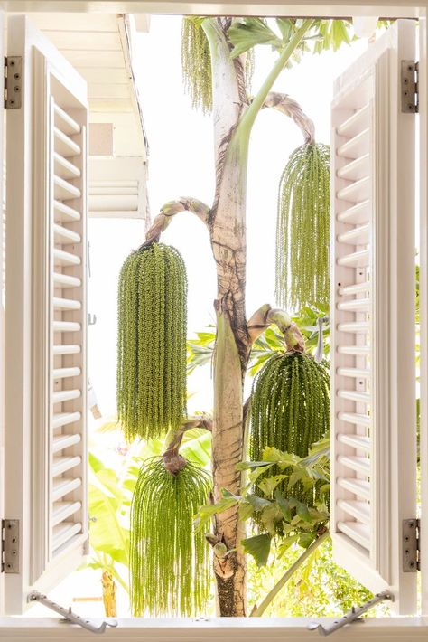 Ocean Front Suites — Cobblers Cove Barbados Morocco Decor, Caribbean Style, Coral Stone, Outdoor Chaise, Rattan Furniture, Caribbean Sea, Turquoise Water, Stone Flooring, Mini Bar