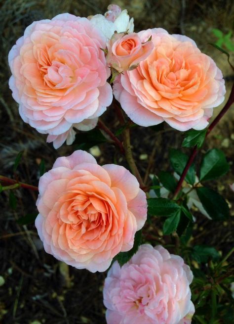 Drift roses! Lovee these Coral Drift Rose Landscape, Apricot Drift Roses Landscape, Apricot Drift Rose, Woodland Beds, Flowers Varieties, Pretty Landscaping, Apricot Garden, Fuschia Flowers, Apricot Flowers