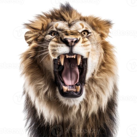 Strong Lion, Lion Roaring, Lion Roar, Happy Birthday Man, Roaring Lion, Cats Musical, Lion Images, Male Lion, Lion Logo