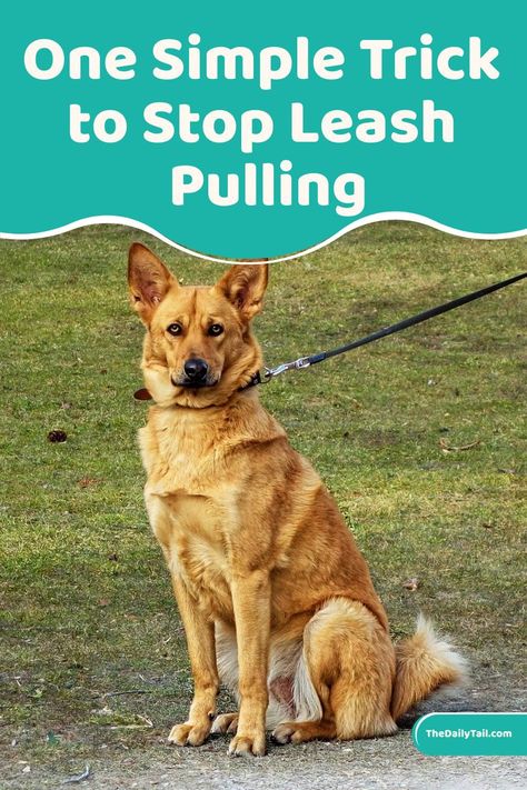 Dog Leash Pulling, Loose Leash Walking, Dog Minding, Dog Behavior Problems, Dog Training Advice, Leash Training, Dog Brain, Best Dog Training, Dog Hacks