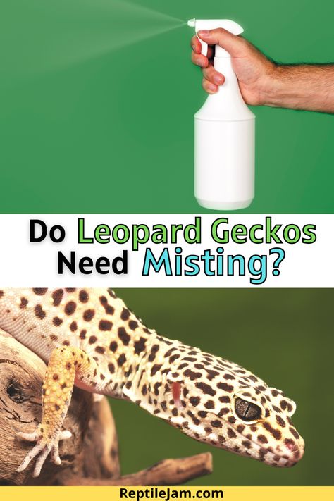 Some reptiles enjoy having water misted onto them. Is this true for Leopard Geckos? Read on to find out #exoticpets #reptiles #leopardgeckos #reptilepets #pets Leopard Gecko Tips, Leopard Gecko Habitat Ideas, Leapord Gecko Habitat Ideas, Leopard Gecko Feeding Schedule, Leopard Gecko Cage, Leopard Gecko Setup, Leopard Gecko Needs, How To Take Care Of Leopard Geckos, Leopard Gecko Hide