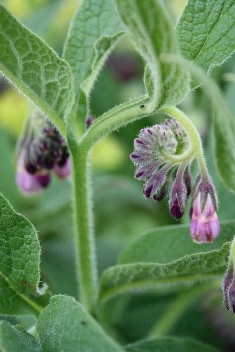 Comfrey Plant, Herbs In The Kitchen, Wild Crafting, Natural Path, Flower Projects, Back Garden Ideas, Garden 2023, Shade Garden Plants, Herb Gardens