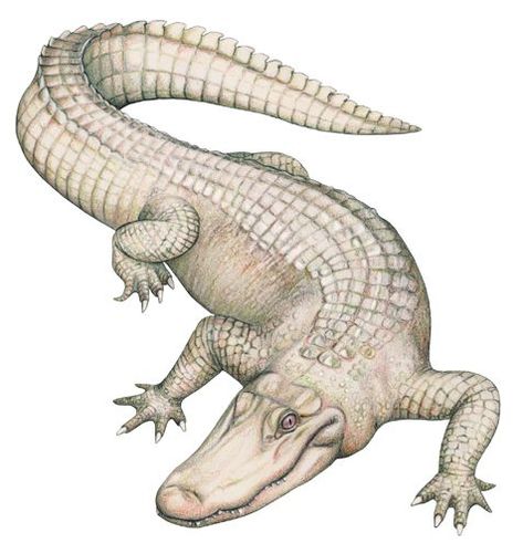 Alligator Illustration, Crocodile Pictures, Alligator Tattoo, Crocodile Tattoo, Crocodile Illustration, Alligators Art, Baby Alligator, Science Illustration, Animal Study