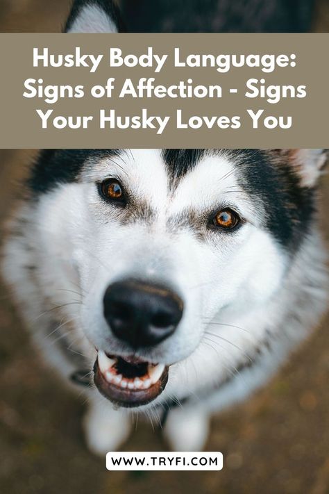 Huskies, known for their striking appearance and energetic nature, are a popular breed of dogs. Understanding their behavior and how they express affection, including their dog body language, is crucial for building a strong bond with these magnificent animals. In this article, we will explore the various signs of affection displayed by Huskies and delve into their unique ways of showing love.#HuskyLoveSigns #UnderstandingHuskyBehavior #HuskyEmotionalSignals #HuskyAffectionGestures Signs Of Affection, Body Language Signs, Fit Dogs, Dog Body Language, Showing Love, Dog Treats Homemade Recipes, Soft Eyes, A Husky, Smart Dog