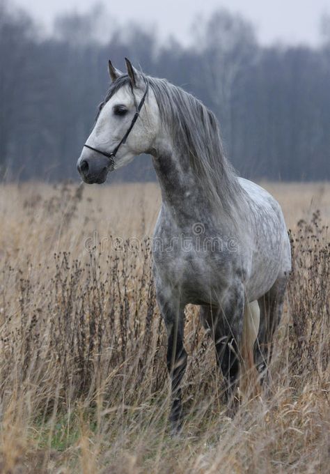 Grey horse on field. The gray horse in the autumn field , #AFFILIATE, #horse, #Grey, #field, #autumn, #gray #ad Gray Horses, Dapple Grey Horses, Gray Horse, Fire And Blood, Horse Inspiration, Cowboy Horse, Horse Wallpaper, Horse Aesthetic, Grey Horse