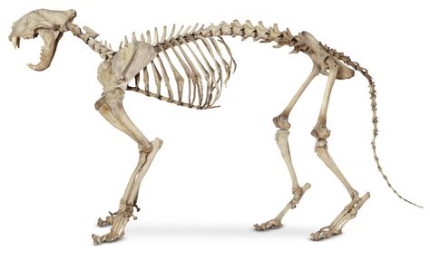 Inside Cat, Skeleton Anatomy, Cat Skeleton, Cat Anatomy, Cat Whisperer, Animal Skeletons, F2 Savannah Cat, Cat Spray, Russian Blue Cat