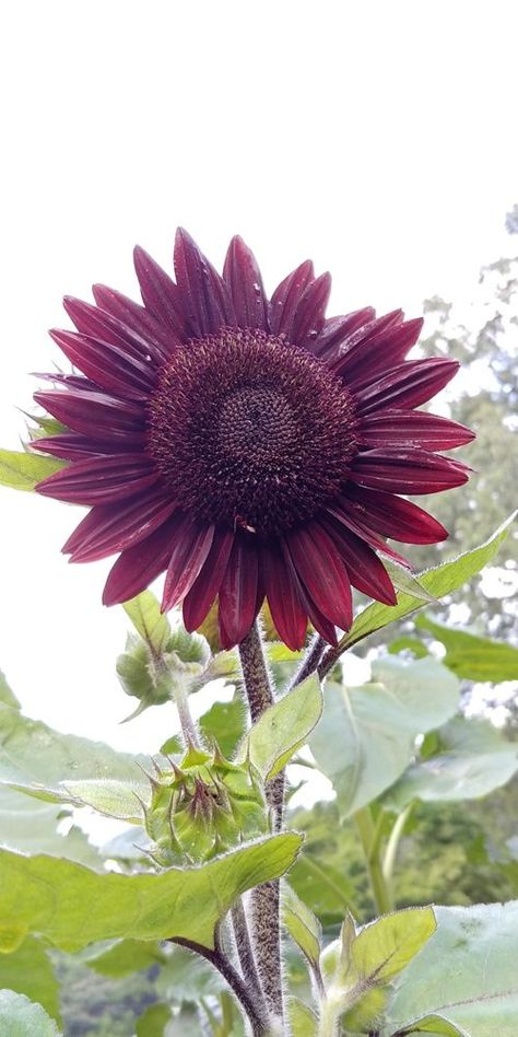 7 Stunning Purple Sunflowers | Balcony Garden Web Chocolate Cherry Sunflower, Arkansas Garden, Purple Sunflowers, Sunflower Daisy, Planting Sunflowers, Sunflower Quilts, Red Sunflowers, Cherry Chocolate, Sunflower Colors