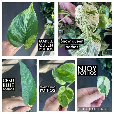 N'joy Pothos, Pothos Cuttings, N’joy Pothos, Marble Queen Pothos, Neon Pothos, Live Indoor Plants, Plant Box, Pothos Plant, Plant Cuttings