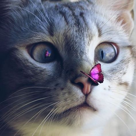 Adorable kitty looking at butterfly on her nose #cutecat #butterfly #catandbutterfly Gatto Carino, Söt Katt, Image Chat, Cute Cat Wallpaper, Kitten Pictures, Cute Cats And Kittens, Cute Kittens, Cute Cats And Dogs