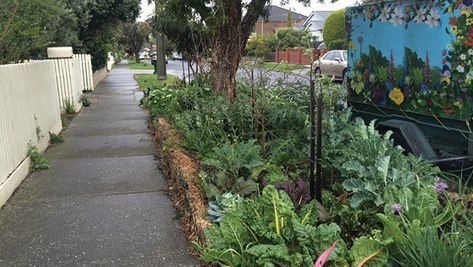 Nature Strip Garden, Strip Garden, Food For One, Yucca Gloriosa, Eden Design, Melbourne Street, Garden Inspo, Growing Veggies, Permaculture Gardening