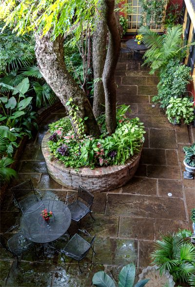 New Orleans Brick Courtyard, New Orleans Courtyard Ideas, Brewery Patio, New Orleans Courtyard, Golden Rain Tree, French Courtyard, Brick Courtyard, Courtyard Plants, Flagstone Pathway