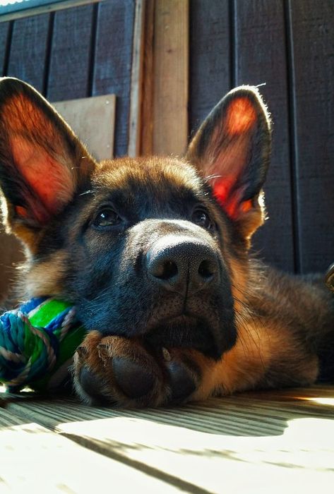 German Shepherd Gifts, German Shepards, Game Mode, Shepherd Puppy, Shepherd Puppies, Beautiful Picture, German Shepherd Puppies, German Shepherds, German Shepherd Dogs