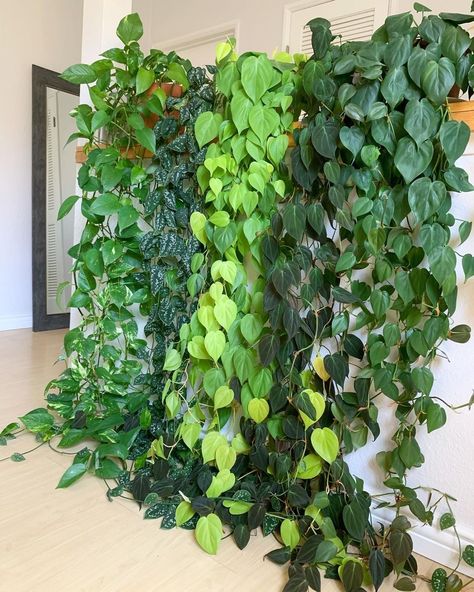 Pothos Plant Decor, Indoor Plant Wall, Plant Goals, Hanging Plants Indoor, Inside Plants, Pothos Plant, Indoor Plant Care, Trailing Plants, Interior Plants