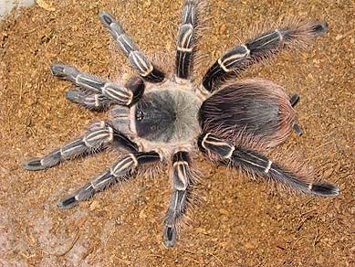 Antilles Pink Toe Tarantula, Purple Pinktoe Tarantula, Pink Zebra Beauty Tarantula, Salmon Pink Birdeater Tarantula, Texas Brown Tarantula, Jeepers Creepers, Uk Images, Pink Zebra, Creepers