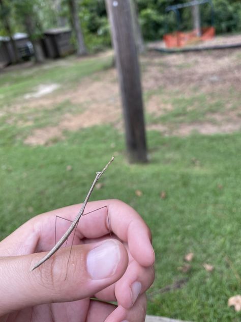 Stick Bug Enclosure, Bug Enclosure, Stick Bug, Itty Bitty Baby, North Florida, Bugs And Insects, A Stick, Itty Bitty, Room Inspo