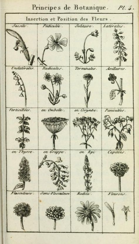 Journal Aesthetics, Vintage Foto's, Cottage Witch, Illustration Botanique, Vintage Botanical Prints, Vintage Drawing, Scientific Illustration, Ink Drawings, Botanical Drawings