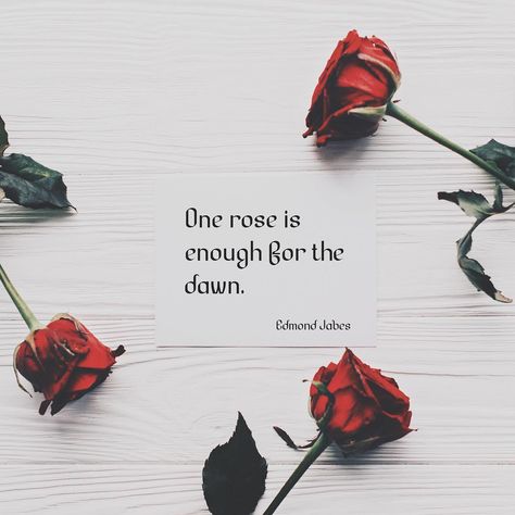 "One rose is enough for the dawn."  Quotes about flowers Quotes about roses Roses Quotes Instagram, Flowers For Algernon Quotes, Red Roses Quotes, Rose Flower Quotes, Rose Love Quotes, Short Flower Quotes, Dawn Quotes, Rose Poems, Flower Quotes Inspirational