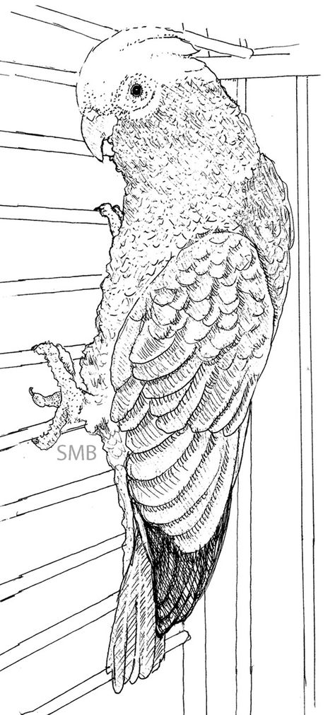 Cage Drawing, Prismacolor Drawing, Drawing Rose, Parrot Drawing, Parrots Art, Commission Portrait, Drawing Animals, Animal Sketches, Black And White Drawing