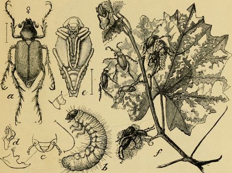 https://flic.kr/p/yhJo8s | Image from page 162 of "Elementary entomology" (1912) | Title: Elementary entomology Identifier: elementaryentom00sand Year: 1912 (1910s) Authors: Sanderson, Dwight, 1878-1944; Jackson, C. F. (Cicero Floyd), b. 1882; Metcalf Collection (North Carolina State University). NCRS Subjects: Entomology Publisher: Boston, Ginn Contributing Library: NCSU Libraries Digitizing Sponsor: NCSU Libraries   View Book Page: Book Viewer About This Book: Catalog Entry View All Images: All Images From Book  Click here to view book online to see this illustration in context in a browseable online version of this book.   Text Appearing Before Image:  THE BEETLES 151 di'oppin<2[s. which they carry in for food for the larvae which hve in the burrows, while others, known as skin-beetl Book Text, The Burrow, North Carolina State University, Good Bones, Insect Art, Book Page, Beetles, Spiders, State University