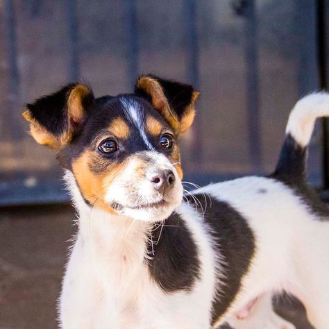 Mini Foxy Russell (Jack Russell Terrier x Mini Fox Terrier mix) Jack Russell Mix, Rat Terrier Mix, Jack Russell Terrier Mix, Parson Russell Terrier, Dog Mixes, Terrier Mix Dogs, Rat Terriers, Jack Russel, Bull Terrier Dog