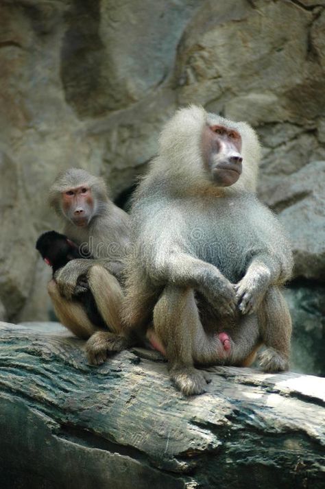 Hamadryas Baboon Hamadryas Baboon, Picture Family, Baboon, Animal Friends, The Zoo, Animals Friends, Stock Images Free, Stock Images, Real Estate