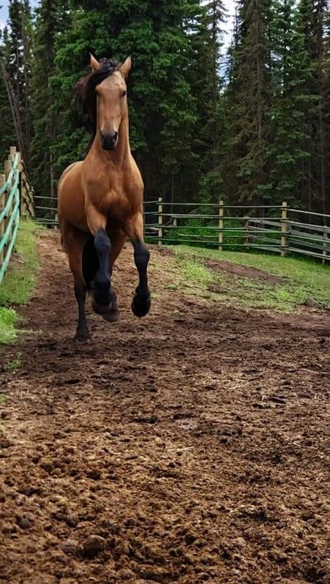 Friesian Cross Horse, Buckskin Friesian, Warlander Horse, Buckskin Horse, Friesian Horse, Horses, Animals, Quick Saves