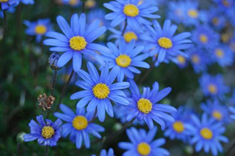 Blauwe Madeliefjes. Felicia amelloides. Mei-September Concrete Garden Edging, Skoda Felicia, Blue Daisies, Bellis Perennis, List Of Flowers, Concrete Garden, Blue Garden, Flower Care, Daisy Duck