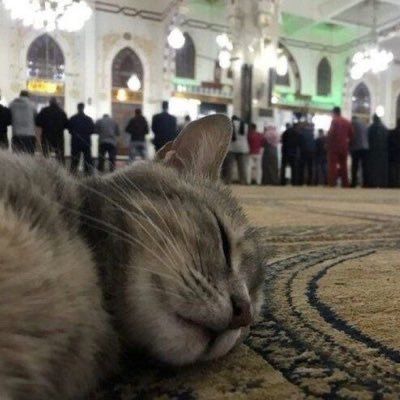 Islam Pfp, Stile Hijab, Cat Reading, Cute Little Kittens, Cute Cats Photos, Cat Icon, Muslim Book, Cat Aesthetic, Silly Cats