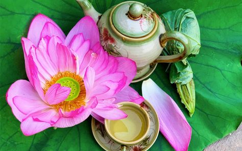 Vietnamese lotus tea has a lot of benefits for health including strengthening immune system, losing weight... Let's discover the great benefits of this tea in the article! Lotus Flower Tea, Green Liquor, Green Tea Uses, Lotus Tea, Flower Scent, Mean Green, Herb Tea, Tea Brands, Tea Benefits