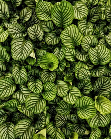 Isabela Pessina•Paisagismo on Instagram: “🍃@acostaplantas 🌱Calathea Orbifolia (Goeppertia orbifolia) • • • #maranta #calathea #calatheaorbifolia #paisagismo #jardinagem…” Goeppertia Orbifolia, Orbifolia Calathea, Dark Desktop Backgrounds, Calathea Orbifolia, Book Coffee, Calathea Plant, Plant Book, Coffee Plant, Best Indoor Plants